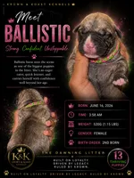 Ballistic , a female Cane Corso for sale in Killeen, TX – 1 of 3