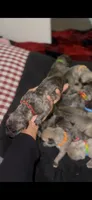 Riot, a female Cane Corso for sale in Killeen, TX – 3 of 3