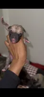 Rouge, a female Cane Corso for sale in Killeen, TX – 2 of 3