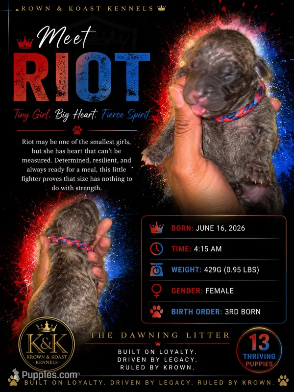 Riot – Cane Corso puppy for sale in Killeen, TX