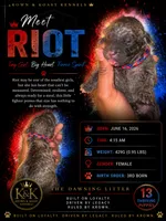 Riot, a female Cane Corso for sale in Killeen, TX – 1 of 3