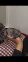 Riot, a female Cane Corso for sale in Killeen, TX – 2 of 3