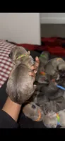 Ballistic , a female Cane Corso for sale in Killeen, TX – 3 of 3