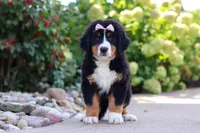 Maggie, a female Bernese Mountain Dog for sale in Dundee, OH – 8 of 10