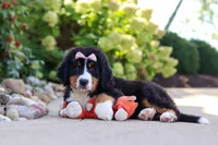 Maggie, a female Bernese Mountain Dog for sale in Dundee, OH – 9 of 10