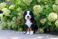Milo, a male Bernese Mountain Dog for sale in Dundee, OH – 8 of 10