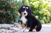 Maggie, a female Bernese Mountain Dog for sale in Dundee, OH – 1 of 10