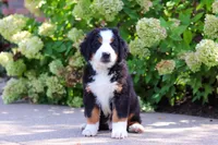 Milo, a male Bernese Mountain Dog for sale in Dundee, OH – 7 of 10
