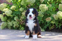 Milo, a male Bernese Mountain Dog for sale in Dundee, OH – 9 of 10