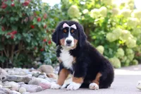 Maggie, a female Bernese Mountain Dog for sale in Dundee, OH – 6 of 10