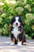 Milo, a male Bernese Mountain Dog for sale in Dundee, OH – 6 of 10
