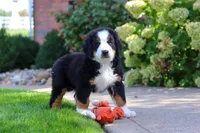 Milo, a male Bernese Mountain Dog for sale in Dundee, OH – 4 of 10