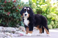 Maggie, a female Bernese Mountain Dog for sale in Dundee, OH – 4 of 10