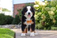 Milo, a male Bernese Mountain Dog for sale in Dundee, OH – 3 of 10