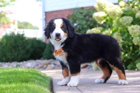 Milo, a male Bernese Mountain Dog for sale in Dundee, OH – 5 of 10