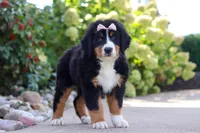 Maggie, a female Bernese Mountain Dog for sale in Dundee, OH – 2 of 10