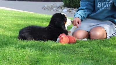 Milo, a male Bernese Mountain Dog for sale in Dundee, OH – 10 of 10