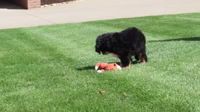 Maggie, a female Bernese Mountain Dog for sale in Dundee, OH – 10 of 10