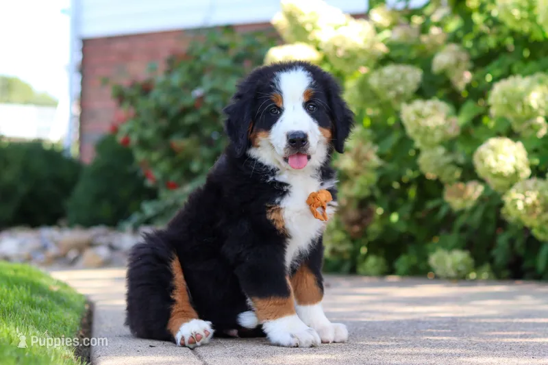 Milo – Bernese Mountain Dog puppy for sale in Dundee, OH