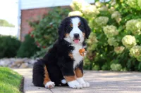 Milo, a male Bernese Mountain Dog for sale in Dundee, OH – 1 of 10