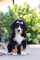 Maggie, a female Bernese Mountain Dog for sale in Dundee, OH – 7 of 10