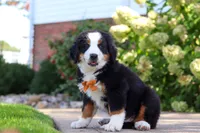 Milo, a male Bernese Mountain Dog for sale in Dundee, OH – 2 of 10