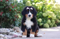 Maggie, a female Bernese Mountain Dog for sale in Dundee, OH – 3 of 10