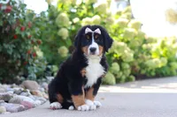 Maggie, a female Bernese Mountain Dog for sale in Dundee, OH – 5 of 10