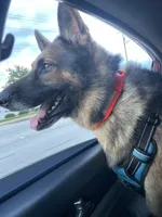 Kane , a male German Shepherd Dog for sale in Lyman, SC – 2 of 2