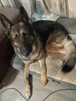 Kane , a male German Shepherd Dog for sale in Lyman, SC – 1 of 2