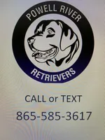 AKC English Labs, a male Labrador Retriever for sale in Tazewell, TN – Photo 6 of 6