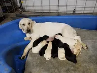 AKC English Labs, a male Labrador Retriever for sale in Tazewell, TN – Photo 2 of 6