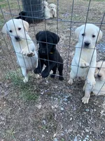 AKC English Labs, a male Labrador Retriever for sale in Tazewell, TN – Photo 1 of 6