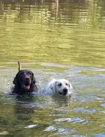 AKC English Labs, a male Labrador Retriever for sale in Tazewell, TN – Photo 5 of 6