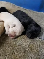 AKC English Labs, a male Labrador Retriever for sale in Tazewell, TN – Photo 3 of 6