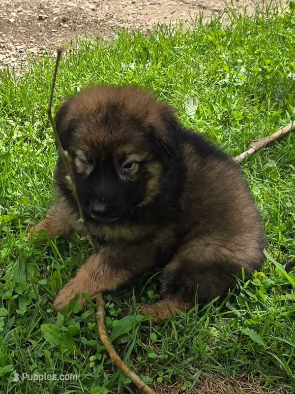 Lil Black Girl – German Shepherd Dog puppy for sale in Tazewell, TN