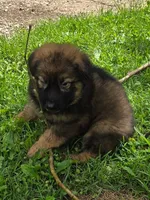 Lil Black Girl, a female German Shepherd Dog for sale in Tazewell, TN – 1 of 1