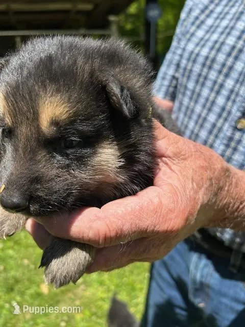 Lil Yellow Girl – German Shepherd Dog puppy for sale in Tazewell, TN