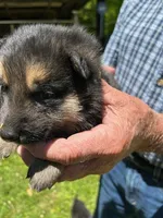 Lil Yellow Girl, a female German Shepherd Dog for sale in Tazewell, TN – 1 of 1