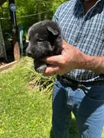 Lil Blue Boy, a male German Shepherd Dog for sale in Tazewell, TN – 1 of 1