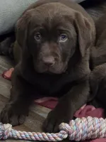 Lil Girl, a female Labrador Retriever for sale in Tazewell, TN – Photo 1 of 2