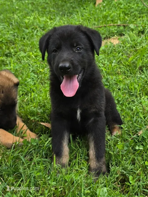 Lil Green Boy – German Shepherd Dog puppy for sale in Tazewell, TN