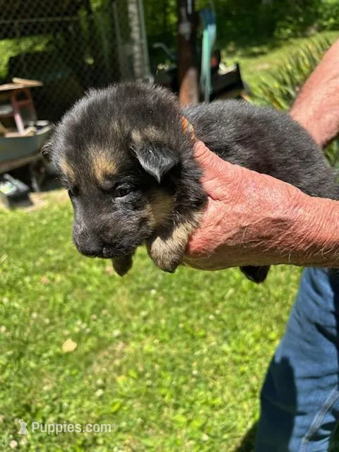 Lil orange Girl – German Shepherd Dog puppy for sale in Tazewell, TN
