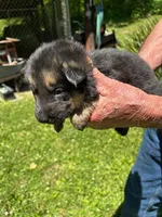 Lil orange Girl, a female German Shepherd Dog for sale in Tazewell, TN – 1 of 1