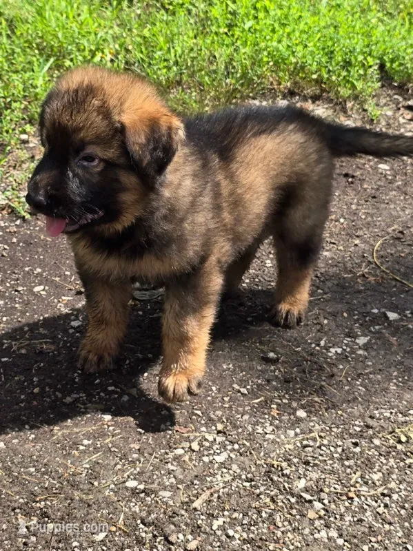 Lil Red Boy – German Shepherd Dog puppy for sale in Tazewell, TN