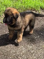 Lil Red Boy, a male German Shepherd Dog for sale in Tazewell, TN – 1 of 1