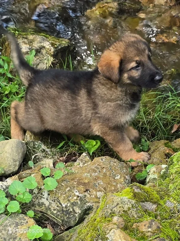 Lil Pink Girl – German Shepherd Dog puppy for sale in Tazewell, TN
