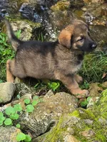 Lil Pink Girl, a female German Shepherd Dog for sale in Tazewell, TN – 1 of 1