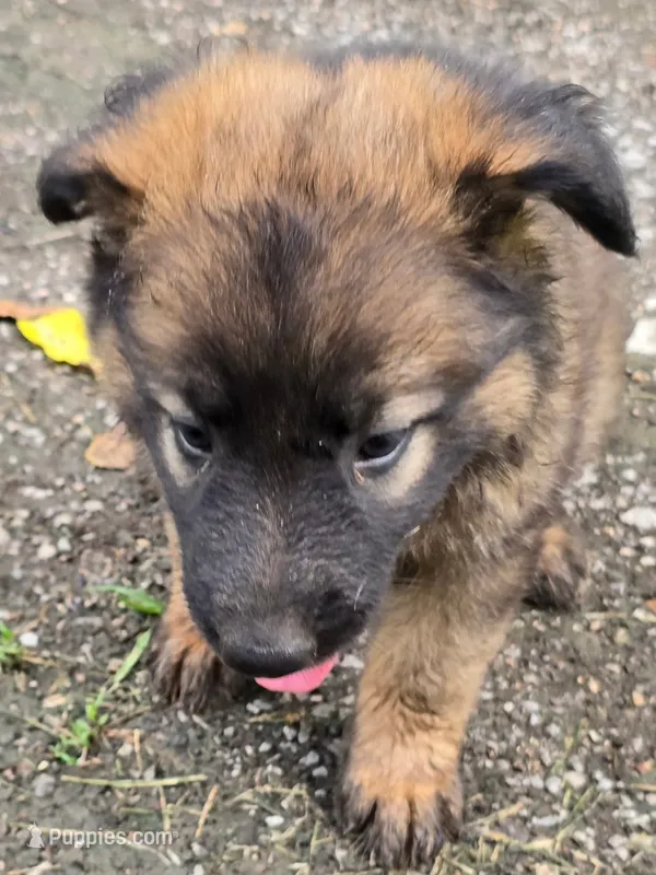 Lil Braded Boy – German Shepherd Dog puppy for sale in Tazewell, TN