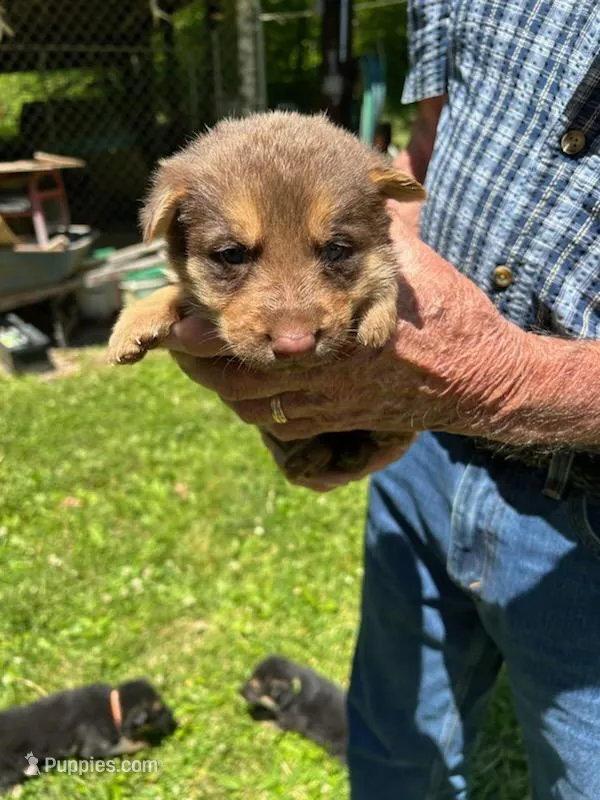 Lil Brown Girl – German Shepherd Dog puppy for sale in Tazewell, TN
